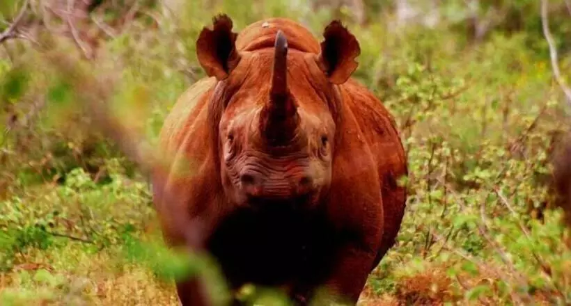 White Elephant Safaris