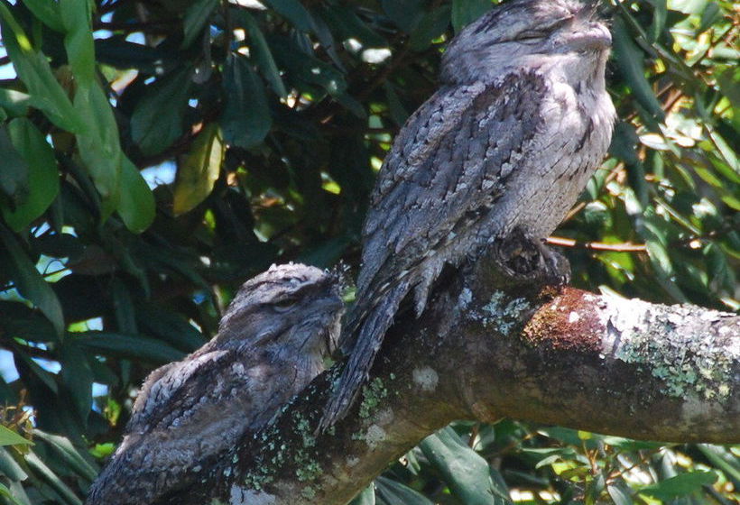 בית מלון כפרי Byron Bay Farm Cottages