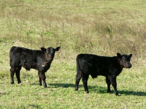 בית מלון כפרי Byron Bay Farm Cottages