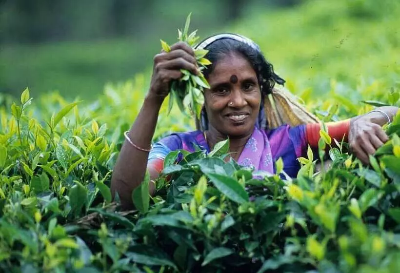 Majatalo Sinharaja Park