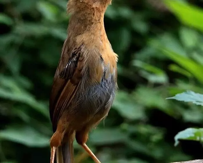 Majatalo Sinharaja Park