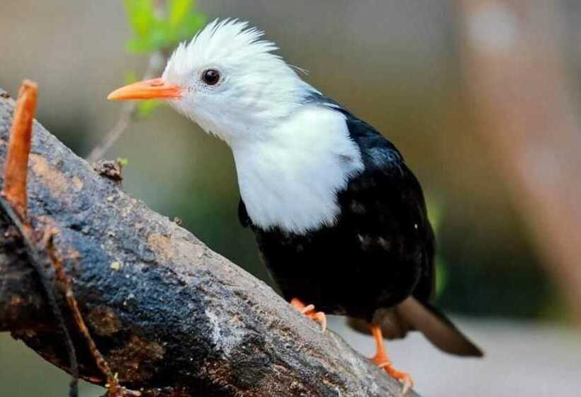 פנסיון Sinharaja Park