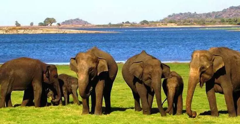 Majatalo Sinharaja Park