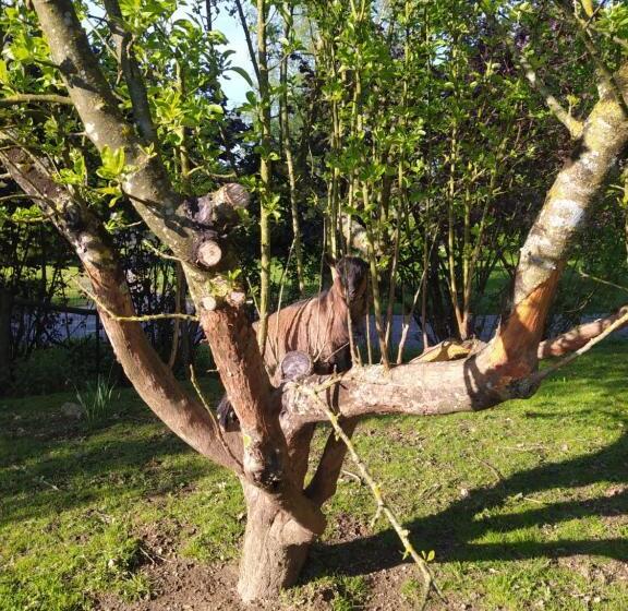 ベッドアンドブレックファースト Le Camp Du Fauconnier