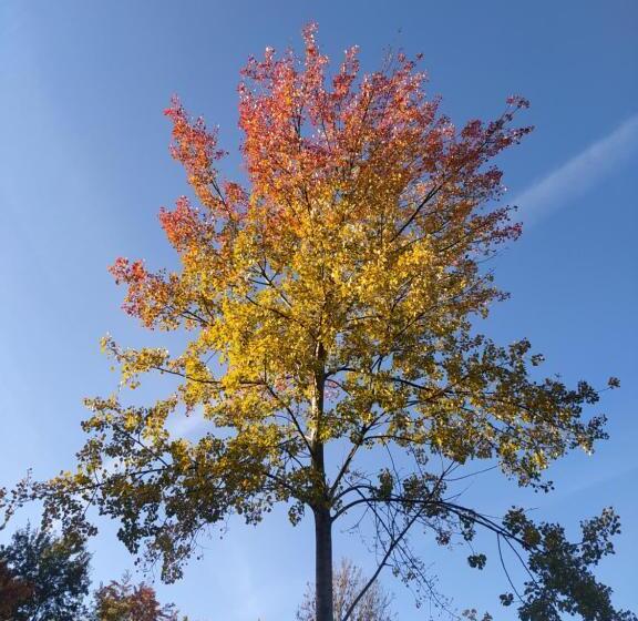 ベッドアンドブレックファースト Le Camp Du Fauconnier