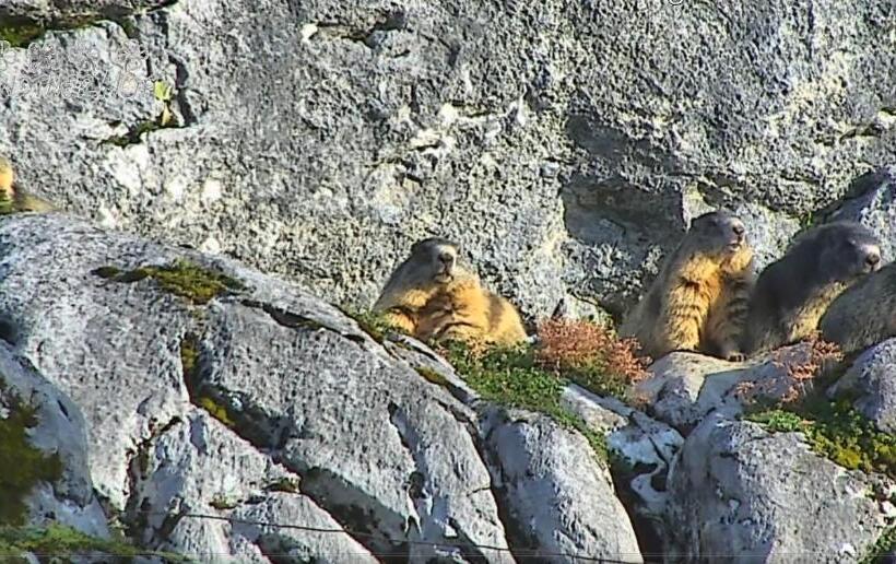 Brandtnerhof Betriebe