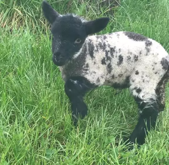 Aamiaismajoitus (B&B) Henllys Estate B And B