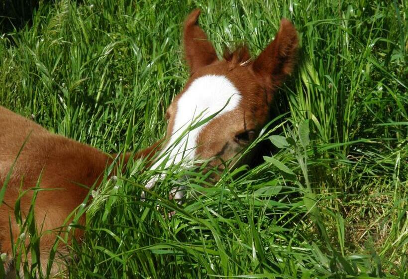 Bed and Breakfast Casa Casti