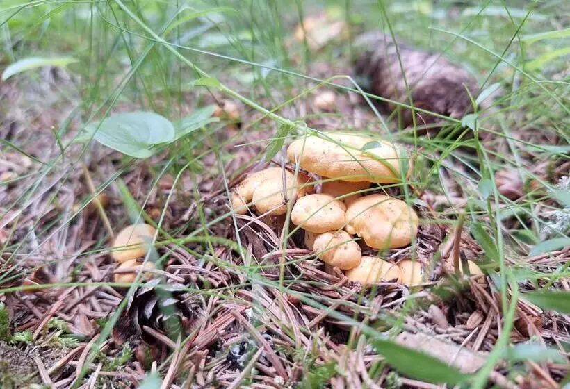 Naturpark Bauernhof Sperl