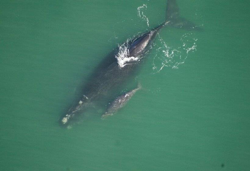 ペンション Lavender Manor Guest Lodge