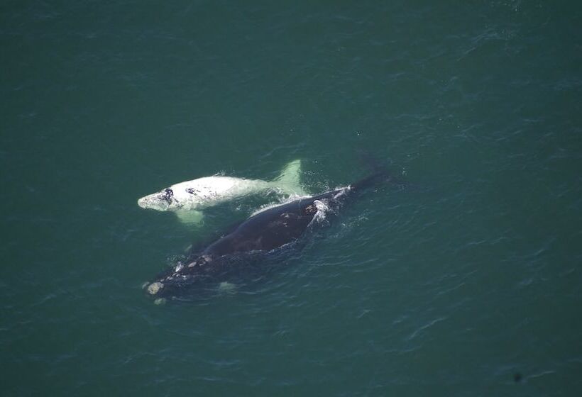 ペンション Lavender Manor Guest Lodge