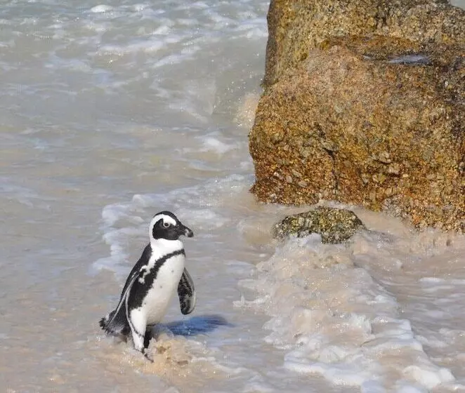 ペンション Sonnekus Boutique Hotel & Bistro In St James