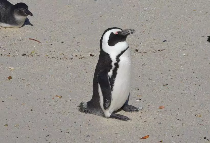 ペンション Sonnekus Boutique Hotel & Bistro In St James