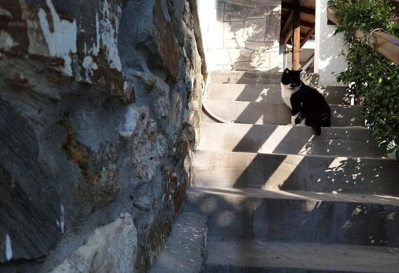 Beautiful Petrino 1880