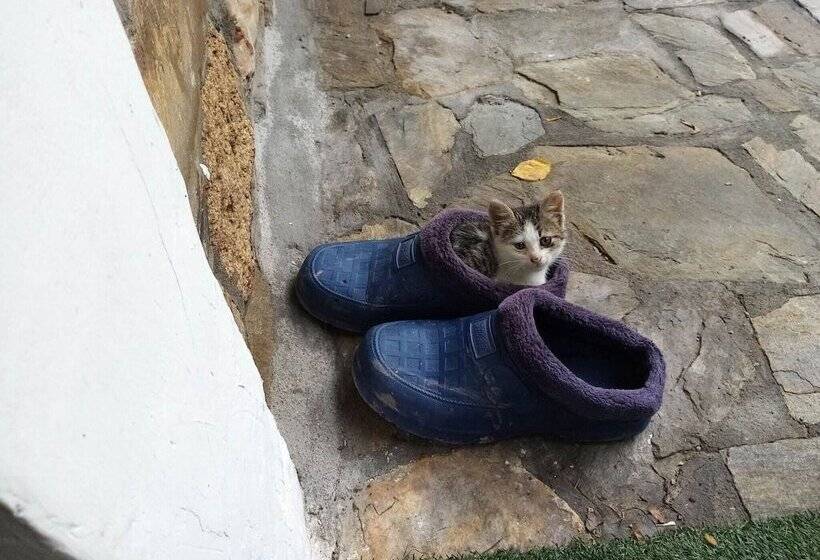 Beautiful Petrino 1880