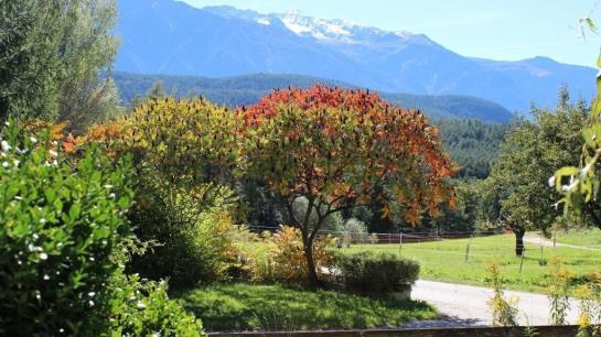 Bauernhof Apartments Zauscherhof