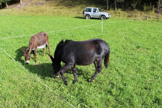 Bauernhof Apartments Zauscherhof