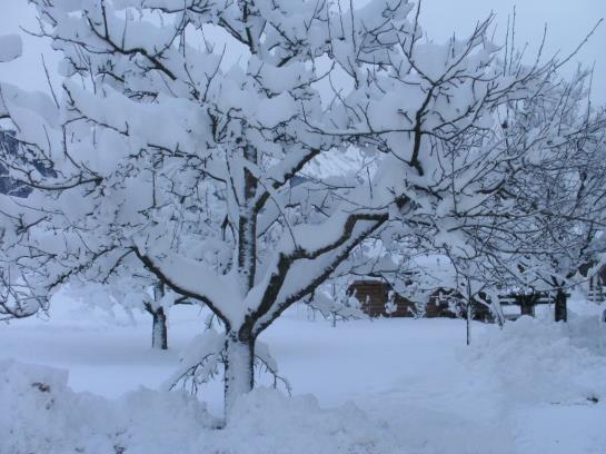 Bauernhof Apartments Zauscherhof