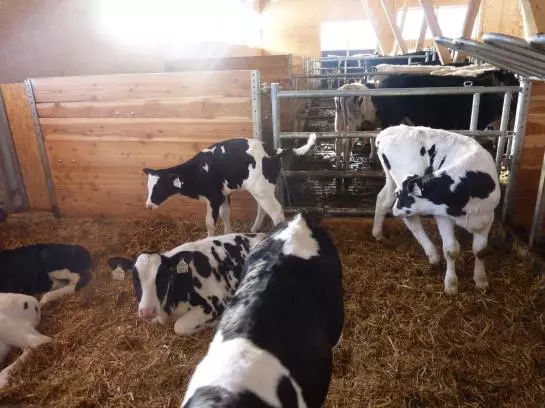 Bauernhof Appartement Zenzi Wurzenrainer