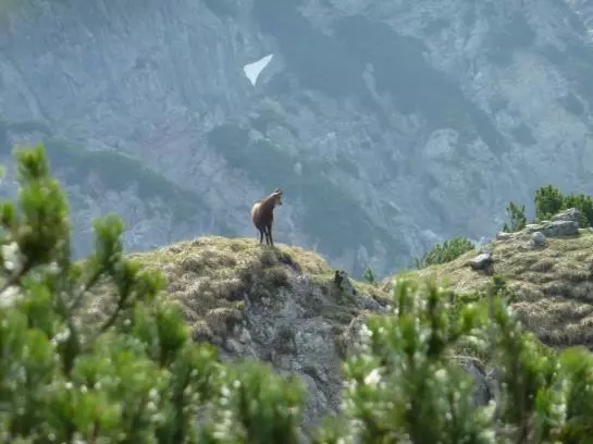 Bauernhof Appartement Zenzi Wurzenrainer