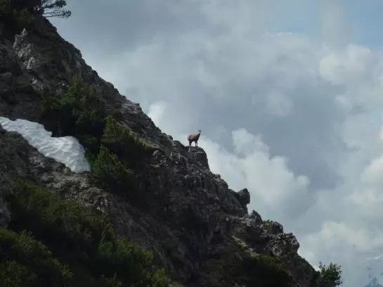 Bauernhof Appartement Zenzi Wurzenrainer