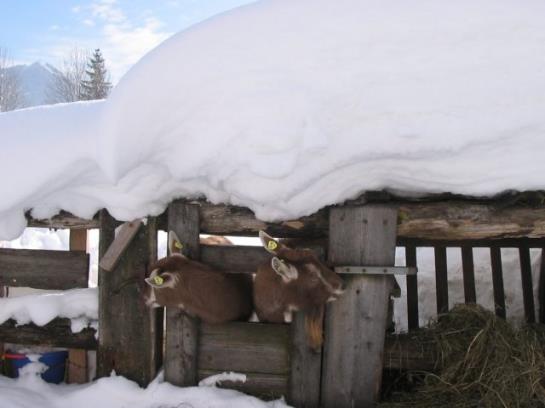 Bauernhof Simmerlhof