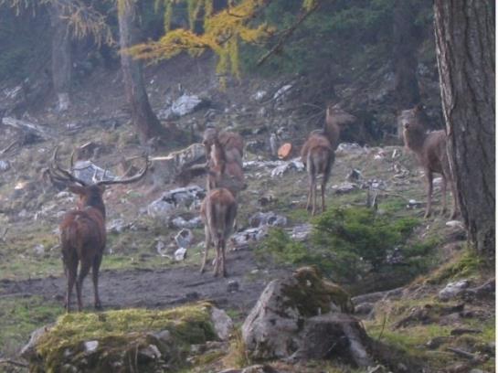 Bauernhof Simmerlhof