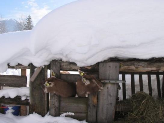 Bauernhof Simmerlhof