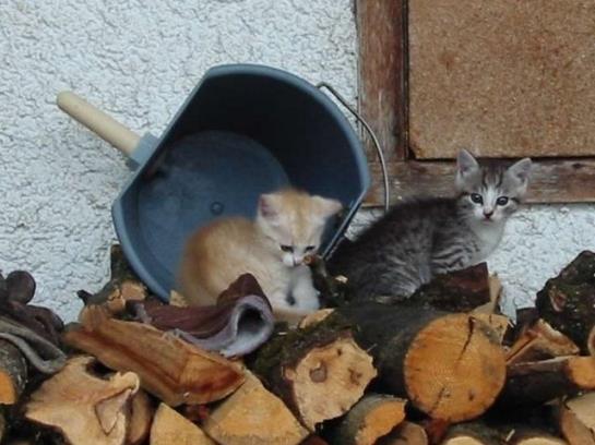 Bauernhof Simmerlhof