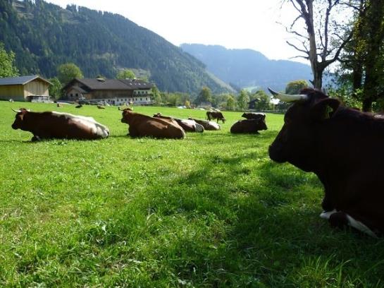 Bauernhof Vorderfromm