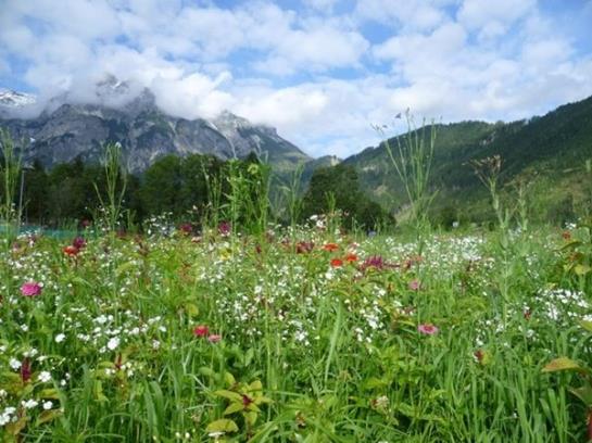 Bauernhof Vorderfromm