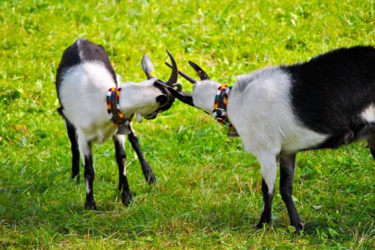 Пансион Dorfwirt Gasthof