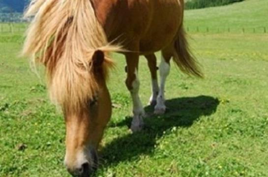 فندق Gut Neusess