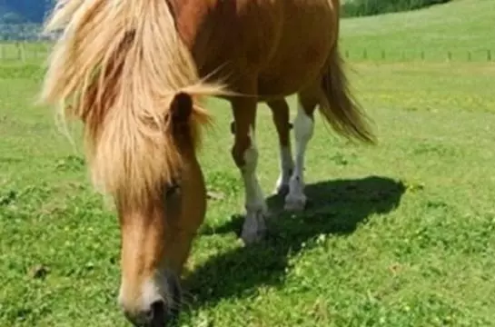 ホテル Gut Neusess