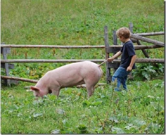 فندق Gut Neusess