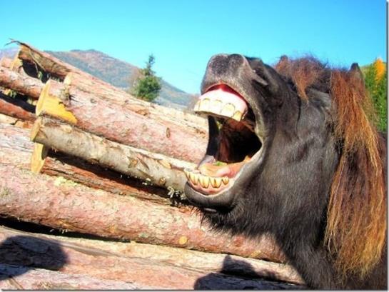 فندق Gut Neusess