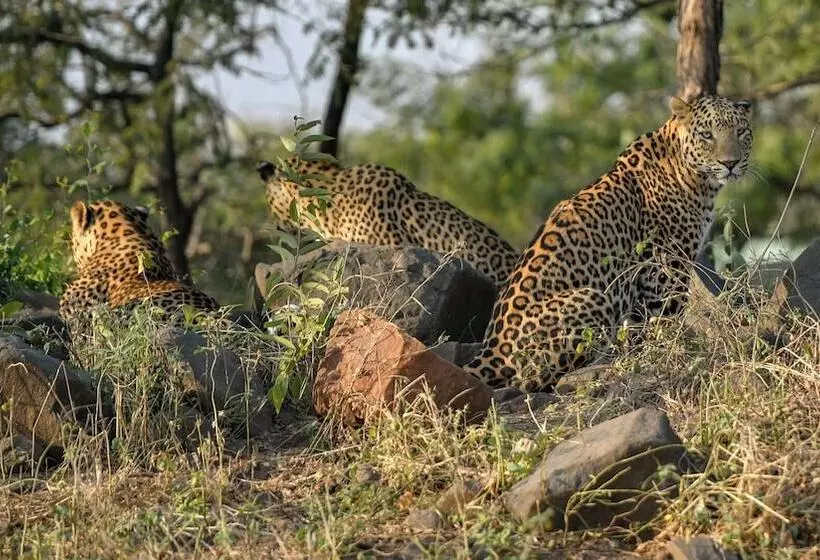 Hotelli The Postcard Gir Wildlife Sanctuary