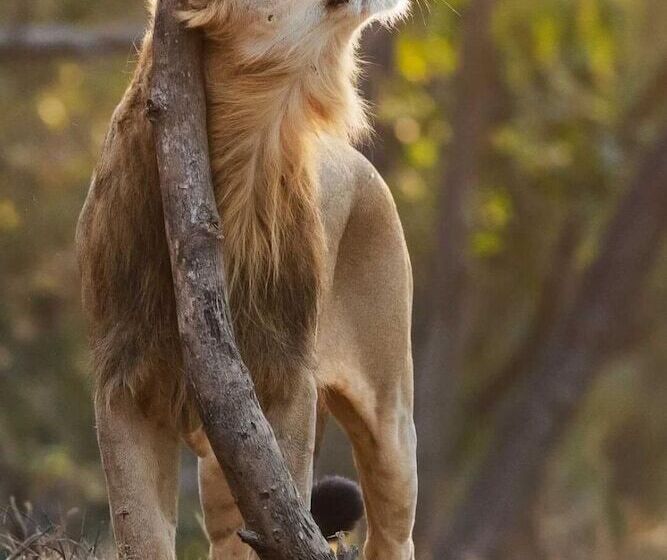 Hotel The Postcard Gir Wildlife Sanctuary