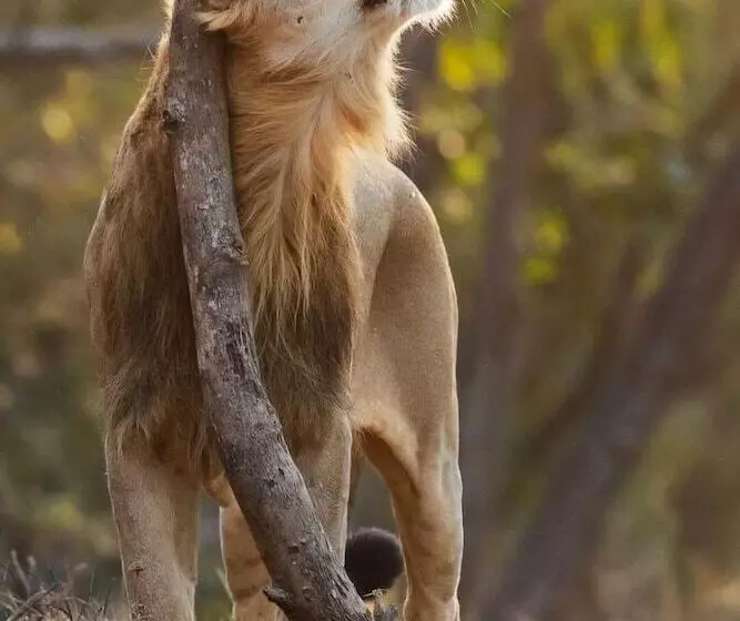 Hotelli The Postcard Gir Wildlife Sanctuary