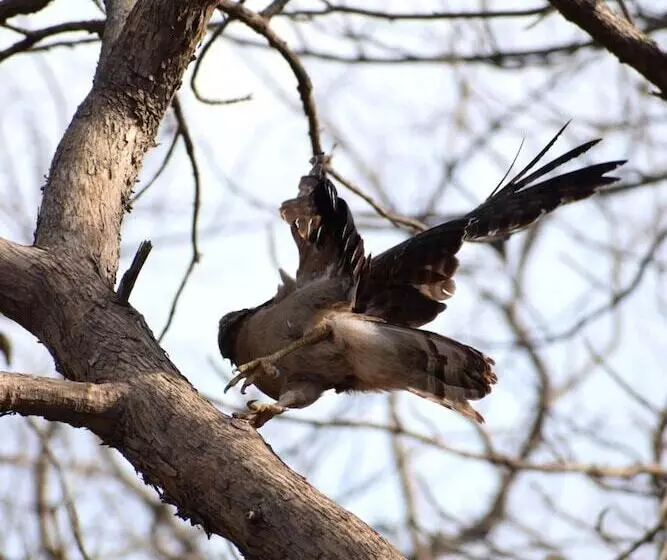 Hotelli The Postcard Gir Wildlife Sanctuary