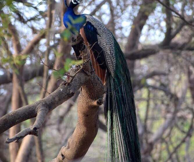 Hotel The Postcard Gir Wildlife Sanctuary