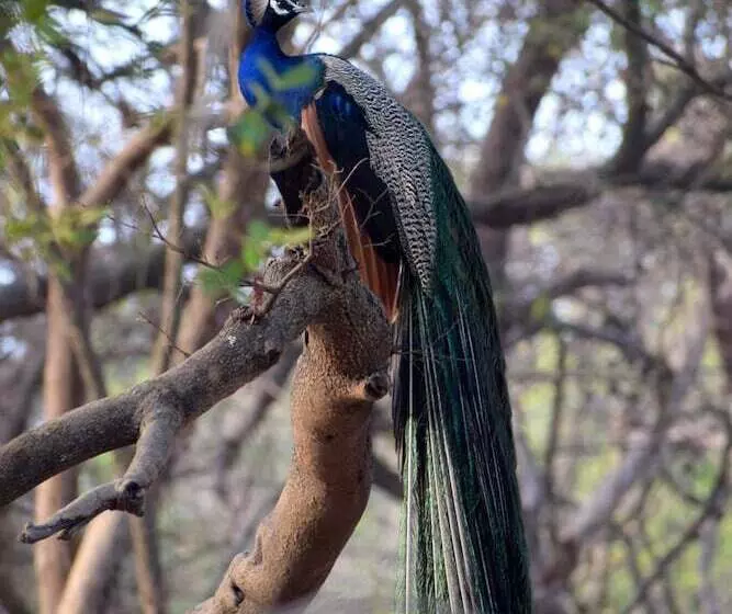 Hotelli The Postcard Gir Wildlife Sanctuary