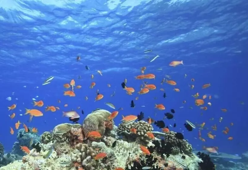 پانسیون Venturo