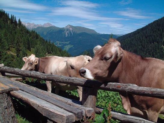 Familienbauernhof Mesner