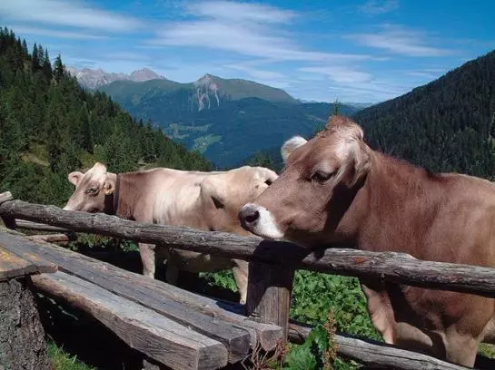 Familienbauernhof Mesner