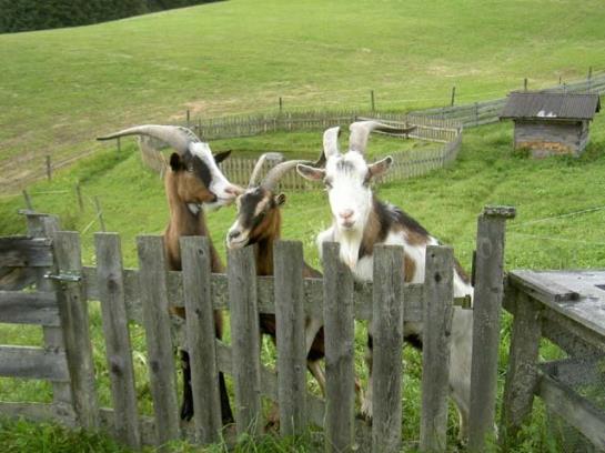 مبيت وإفطار Pension Asingerhof