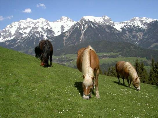 مبيت وإفطار Pension Asingerhof