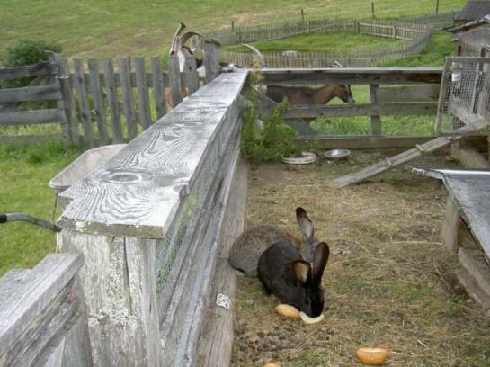 مبيت وإفطار Pension Asingerhof