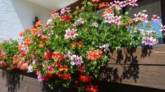 住宿加早餐  Pension Hohenrainer