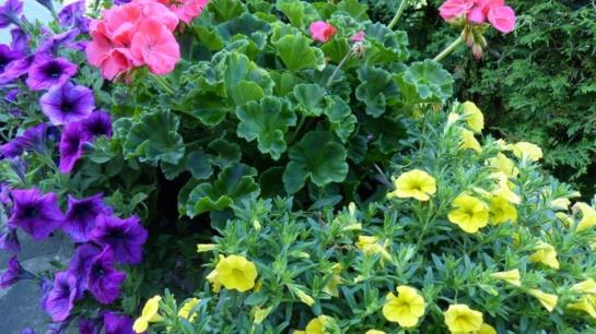 住宿加早餐  Pension Hohenrainer